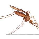 Mosquito anopheles