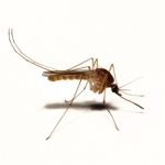 Mosquito comun
