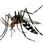 Mosquito tigre