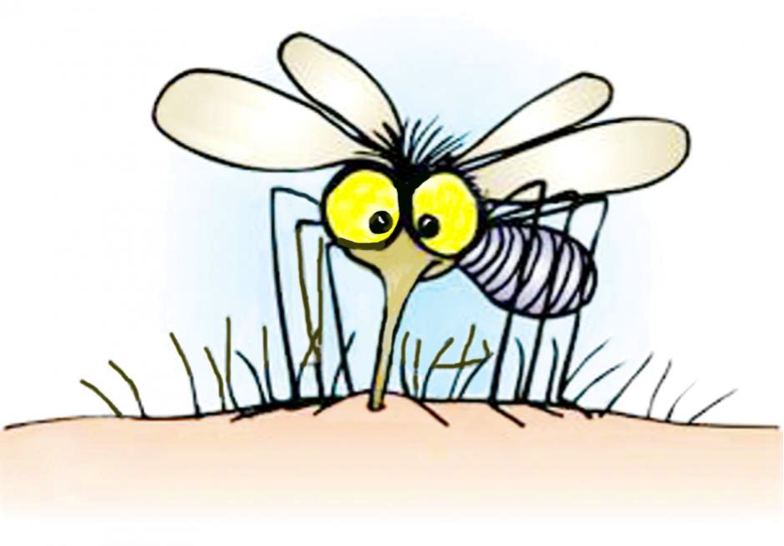 Mosquito. Imagen principal