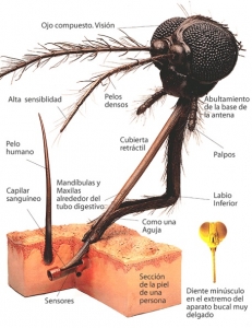 mosquito_head[1]