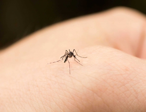 Picaduras de mosquito (II)