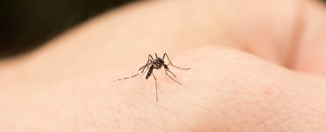 prevenir-picaduras-mosquito
