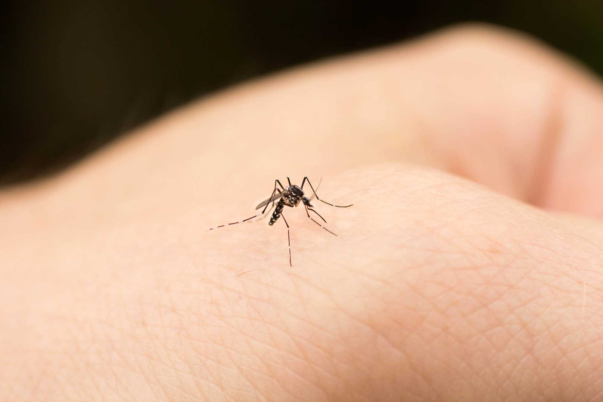 prevenir-picaduras-mosquito
