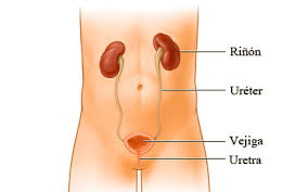 Anatomia cistitis