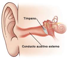 Conducto auditivo externo