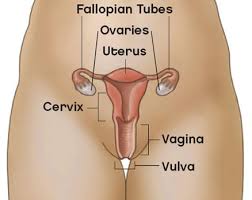 Esquema femenino