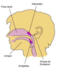 ilustracion_amigdalas[1]