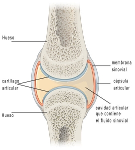 esctructura-articulacion-liquido-sinovial[1]