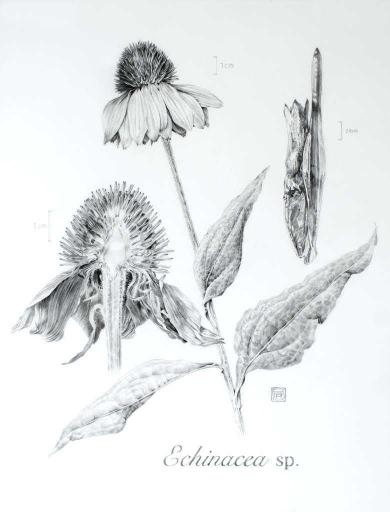 echinacea