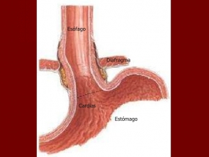 anatoma-del-tubo-digestivo-primera-parteb-8-728[1]
