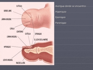 anatoma-fisiologa-y-patologa-de-las-manos-14-728[1]