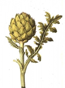 Dibujo alcachofa