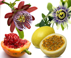 Flor y Maracuyá